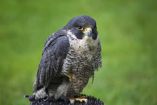 Czech Republic, Prague Captive peregrine falcon